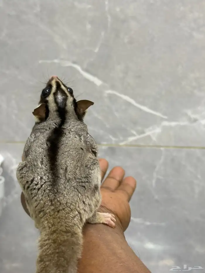 سنجاب طائر اليف ذكر 1