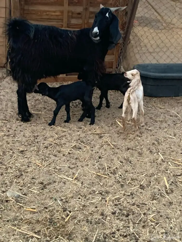 للبيع عارضيه تحتها 3 2