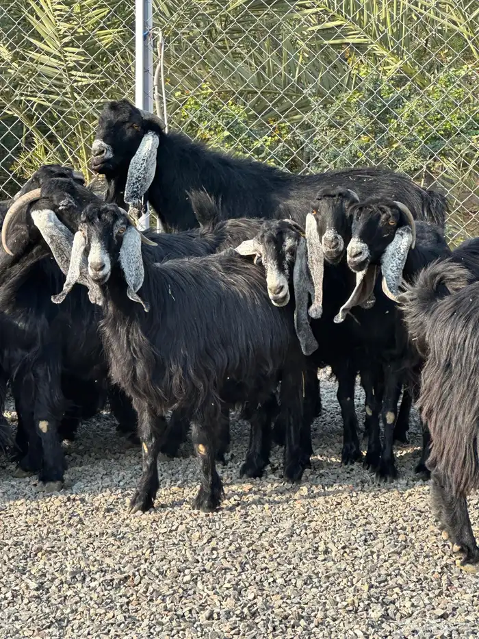 معزاء عوراض درجة أولى جروم ناهية 24