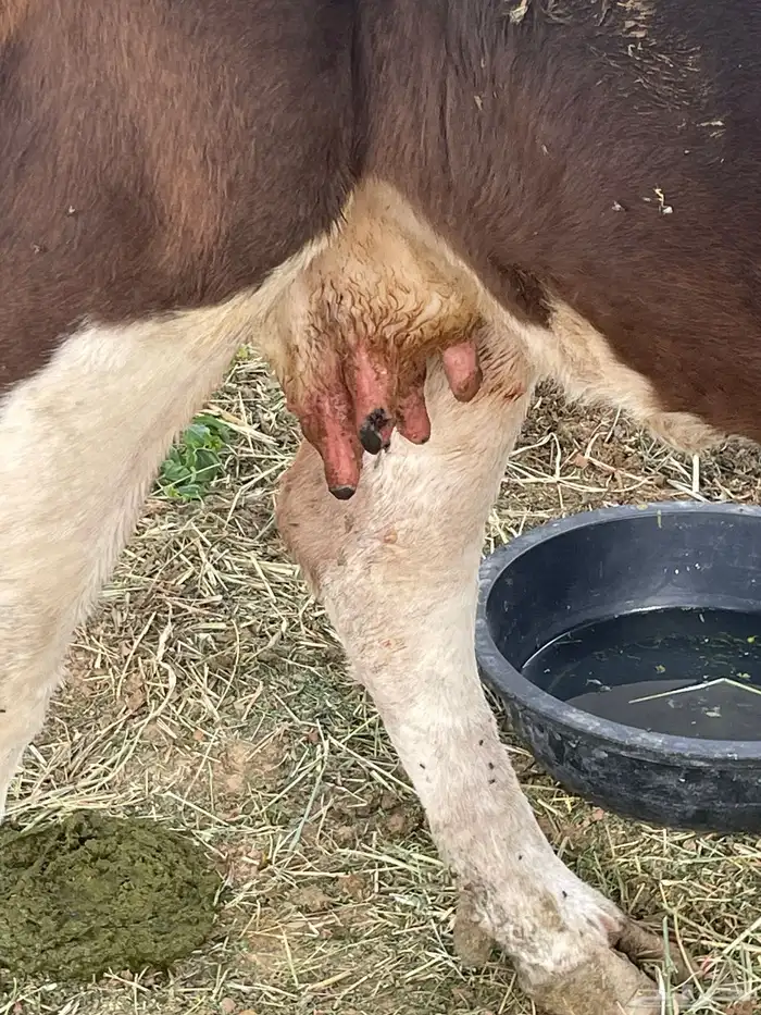 بقرة للبيع 2