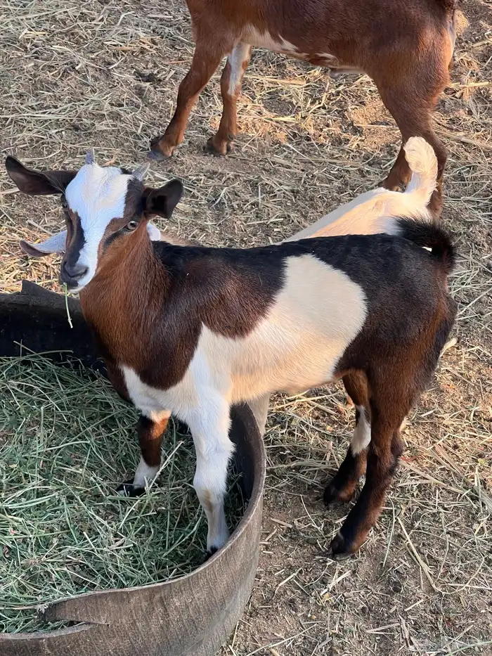 عتود بلدي صحته ممتازه ماشاء الله 2