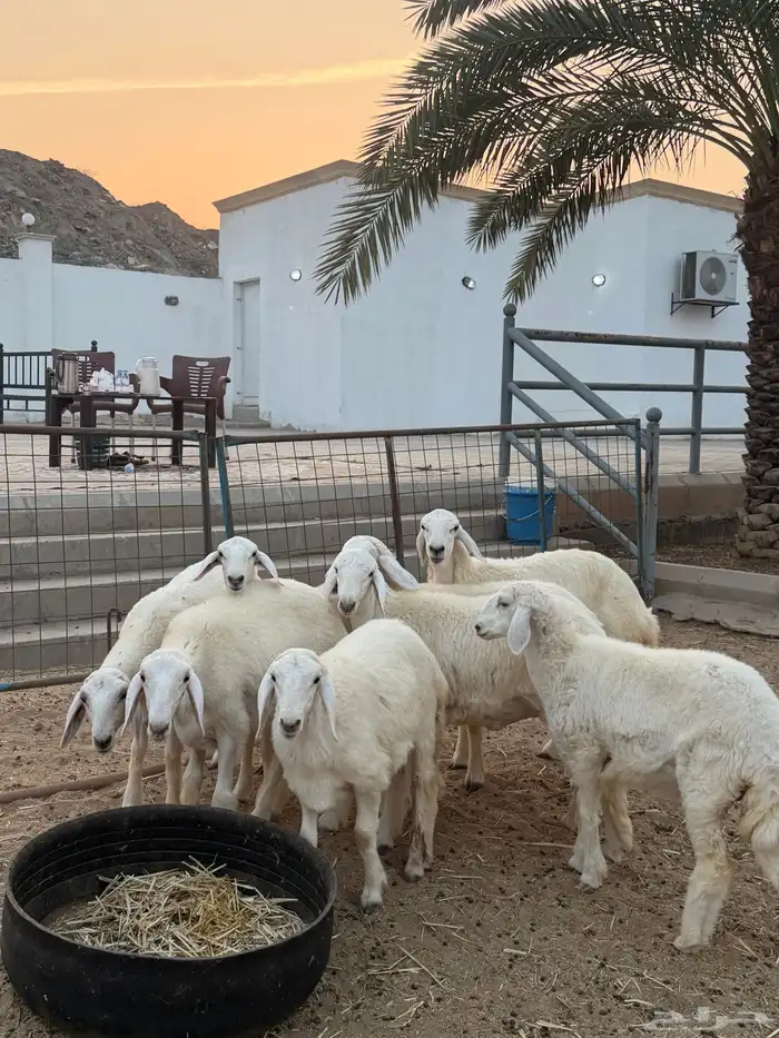 رخال حريات صنف عدد8 روس شعره وطرف شحم ولحم اعمار فوق 6 اشهر 5