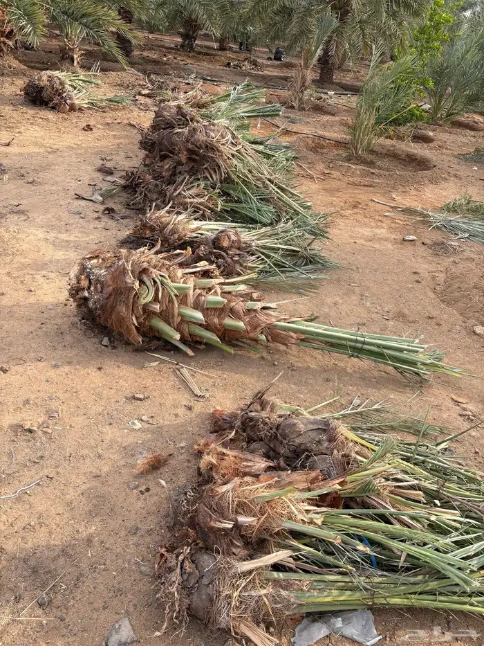 فسائل نخيل 0