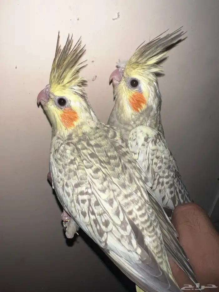 كروان بريل لاتينو 0