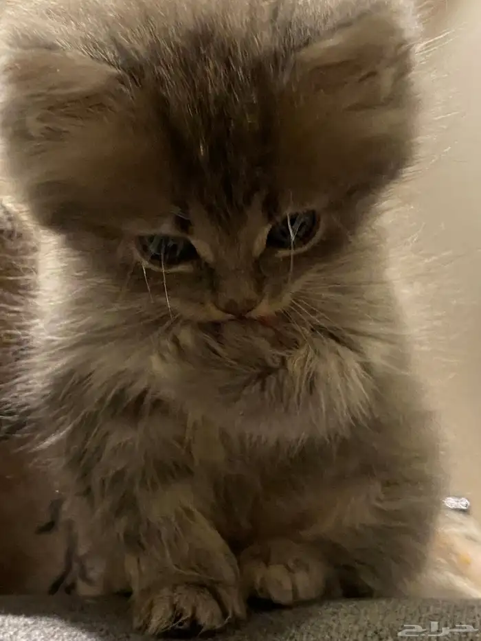 قطة للبيع ب150 0