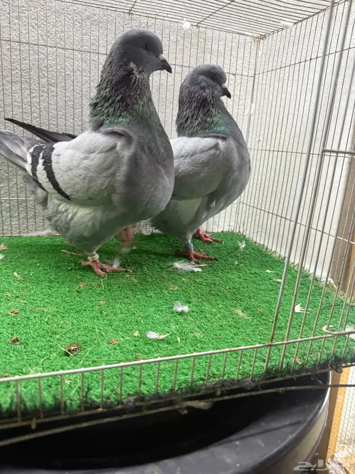 حمام زينه 11