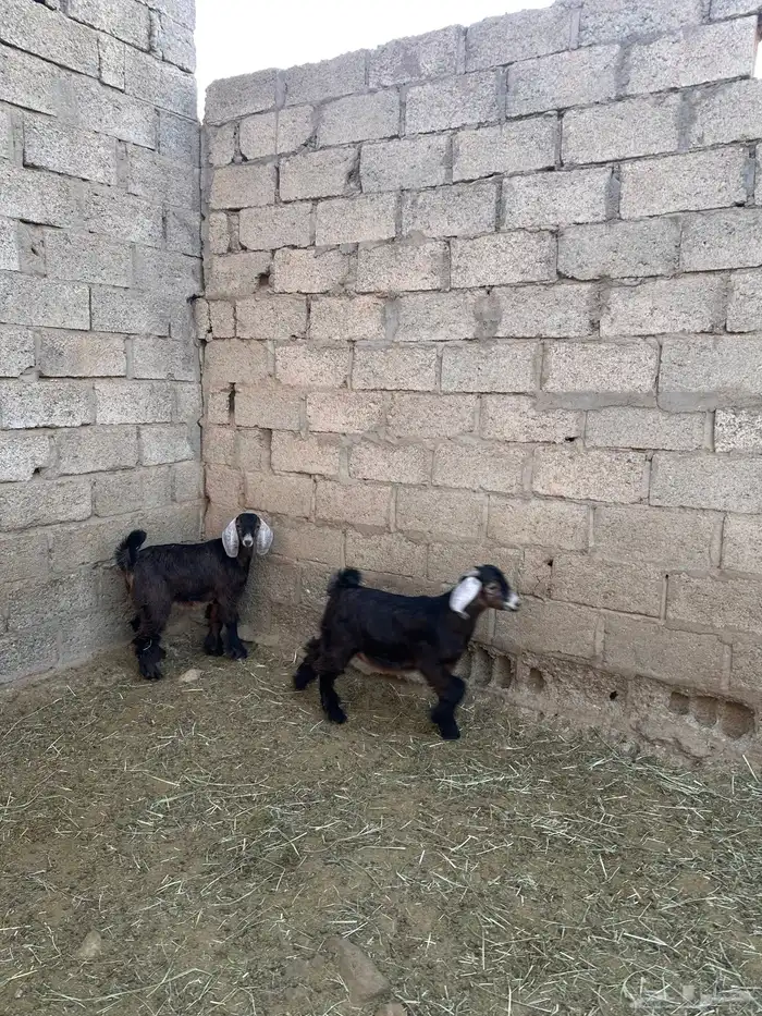 تيوس للبيع 1