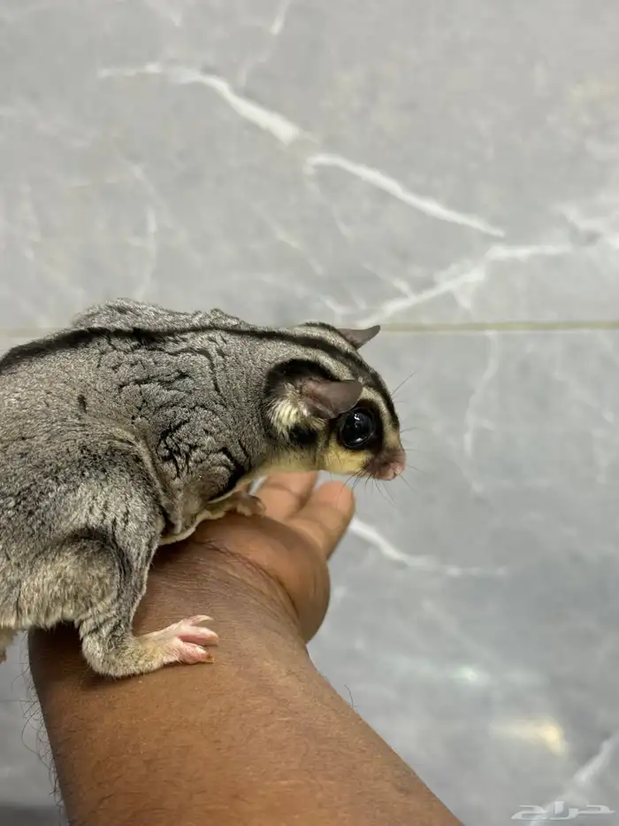 سنجاب طائر اليف ذكر 0