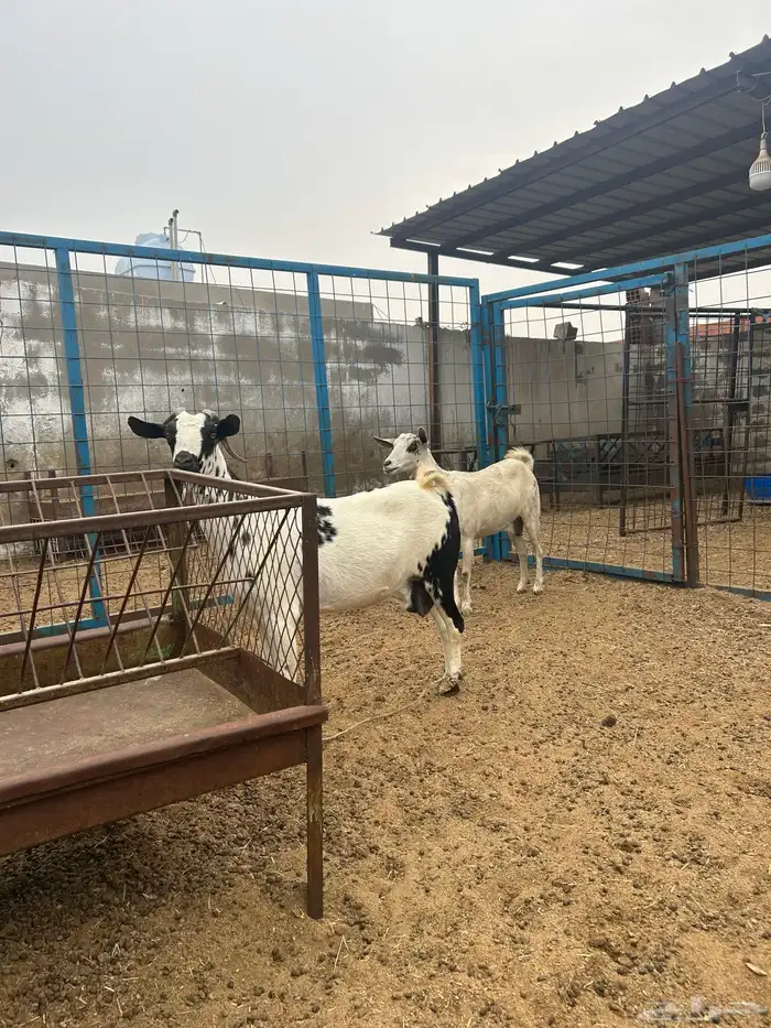 معزا جنوبيات دفيع 6