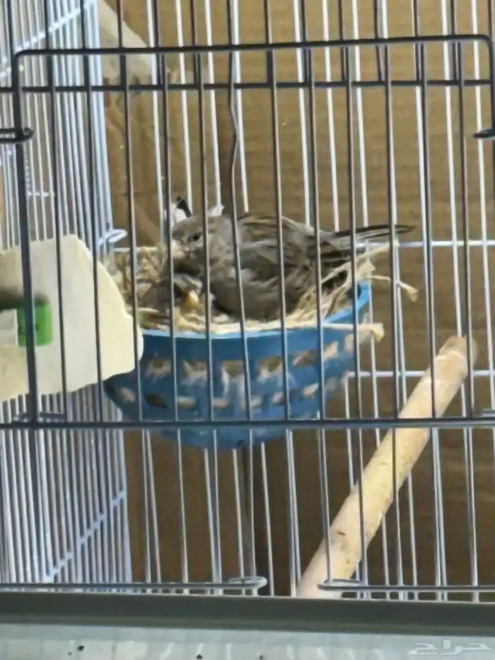 كناري سوري جوز مع 3 بيضات مخصبه 6