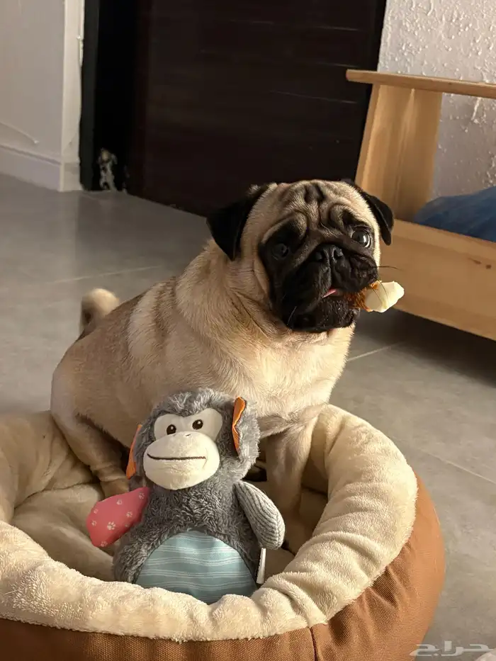كلب للبيع pug بق 1