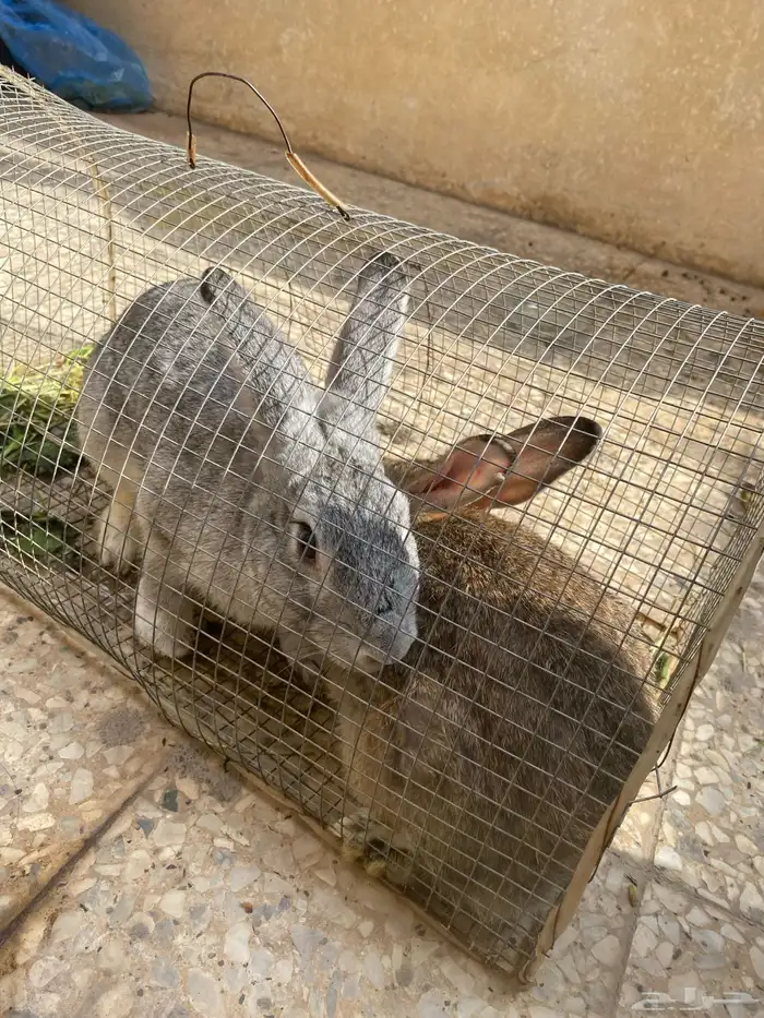 يبيع أرانب 1