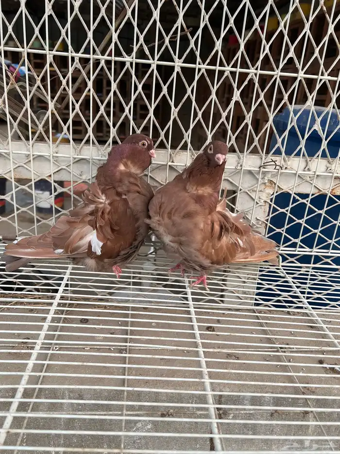 حمام كشكي للبيع مستويات طيبه 6