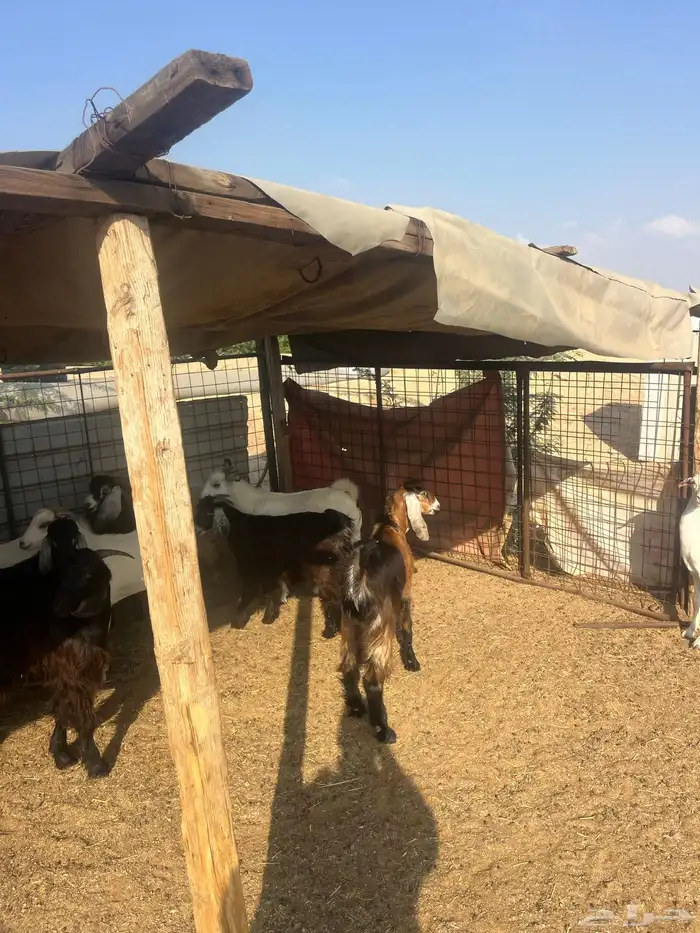 تيوس مخصاه ذبايح مع الذبح وتوصيل209تقيم إيجابي ولله الحمد 3