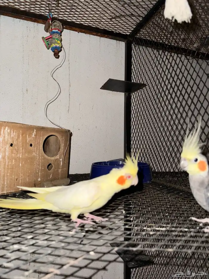 زوج كروان منتج 2