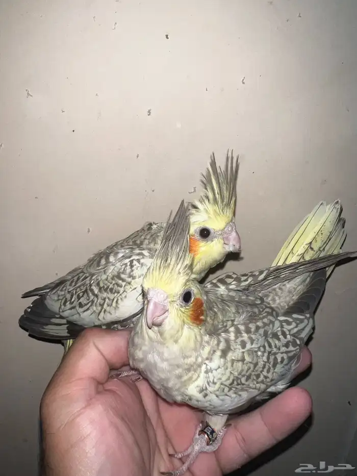 كروان بريل لاتينو 6