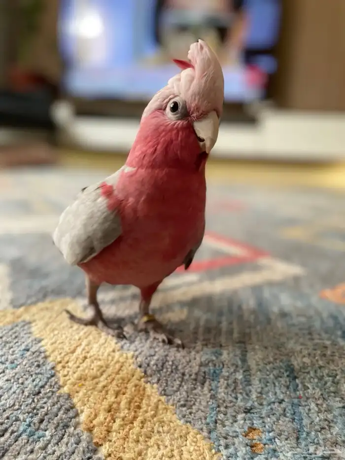 كوكاتو قالا متكلم 3