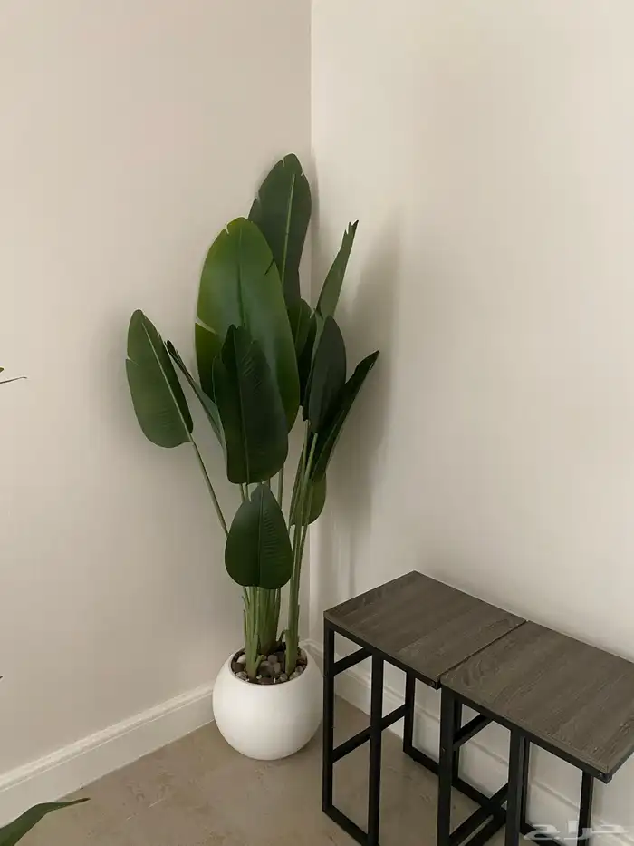 شجر جديد استخدام كم شهر 0