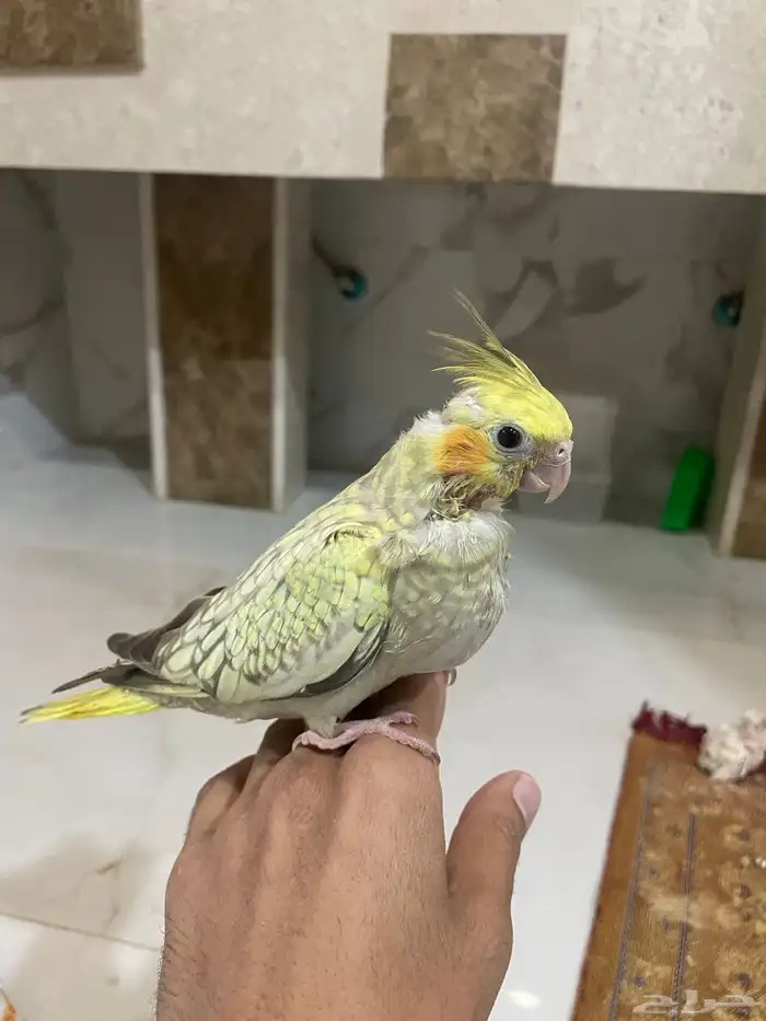 فرخ كروان اليف 1