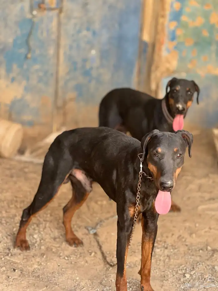 كلاب دوبرمان . دوبر مان 2