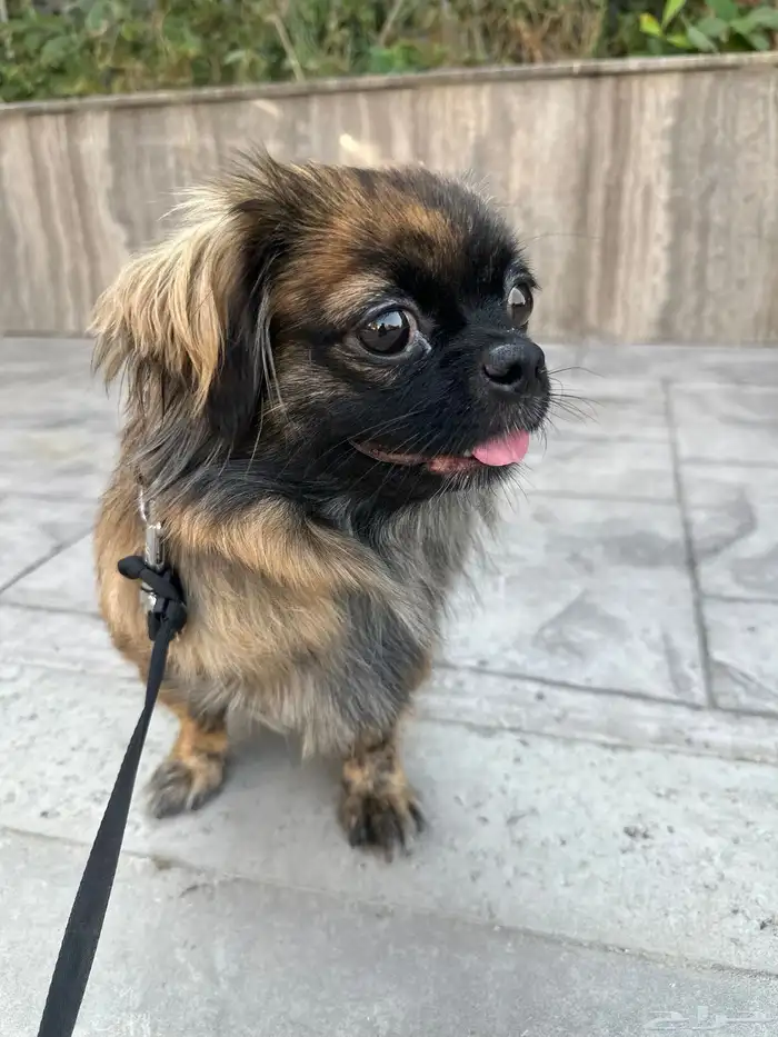 كلب بكنيز انثى سنه ونصف اليفه جدا وماخذه كل التطعيمات 0