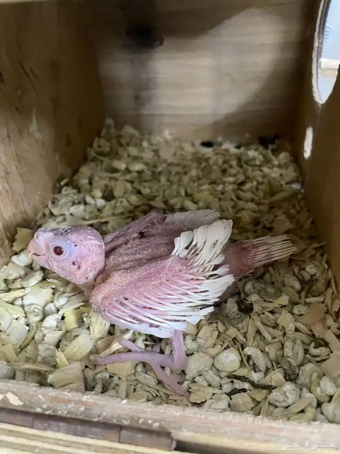 زوج كروان تحتهم فرخ البيتو 1