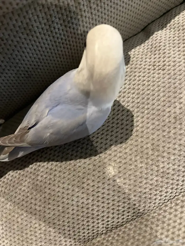 طير مفقود روز 0