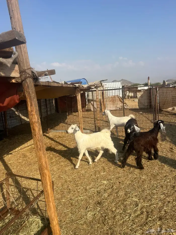 تيوس مخصاه ذبايح مع الذبح وتوصيل209تقيم إيجابي ولله الحمد 14