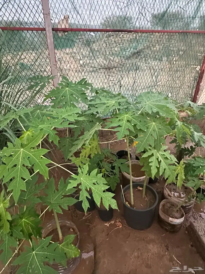 عنبرود شتلات للبيع 1