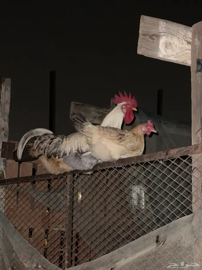 للبيع دجاج بلدي 0