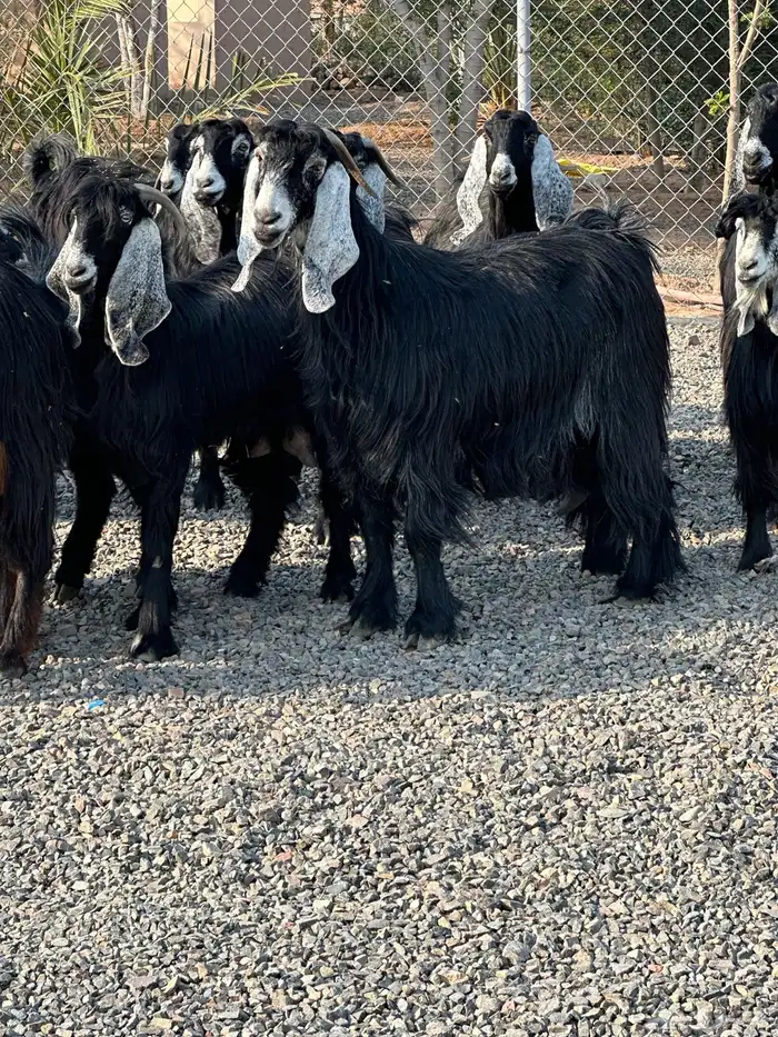 معزاء عوراض درجة أولى جروم ناهية 11