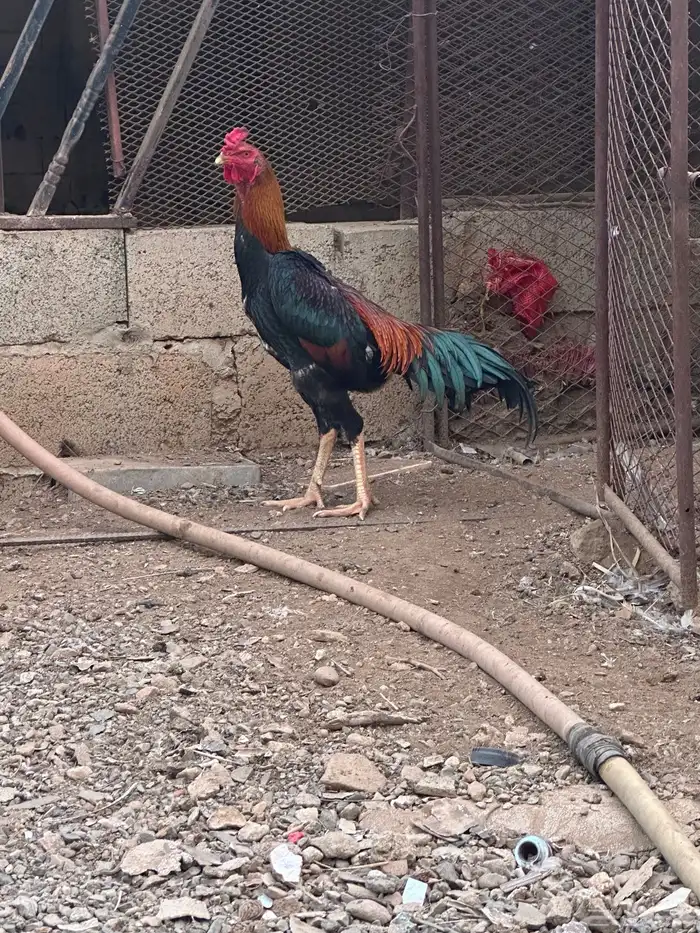 دجاج شامو ياباني للبيع 2