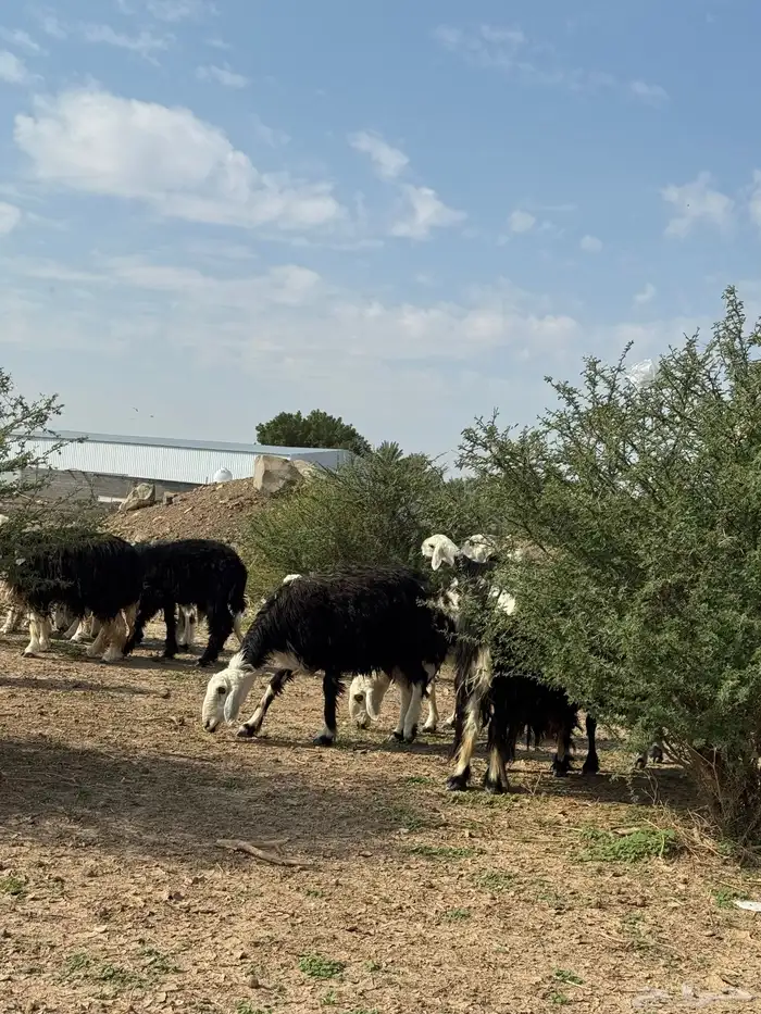 رخال وضأن نجد مواليد ودفيع وضريع 0