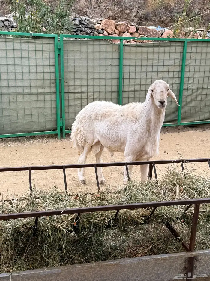 فحل حري مشروط ( سديس ) 3