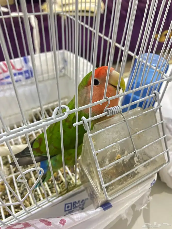 عصفور روز انثى 1