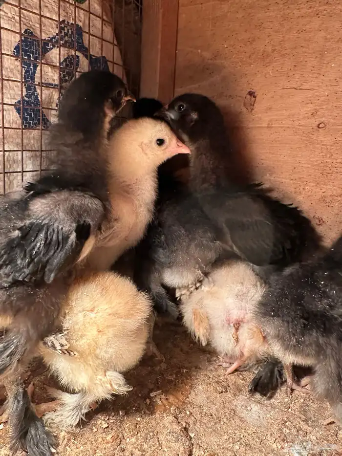 للبيع صيصان براهما الماني مستوى فاخر 2