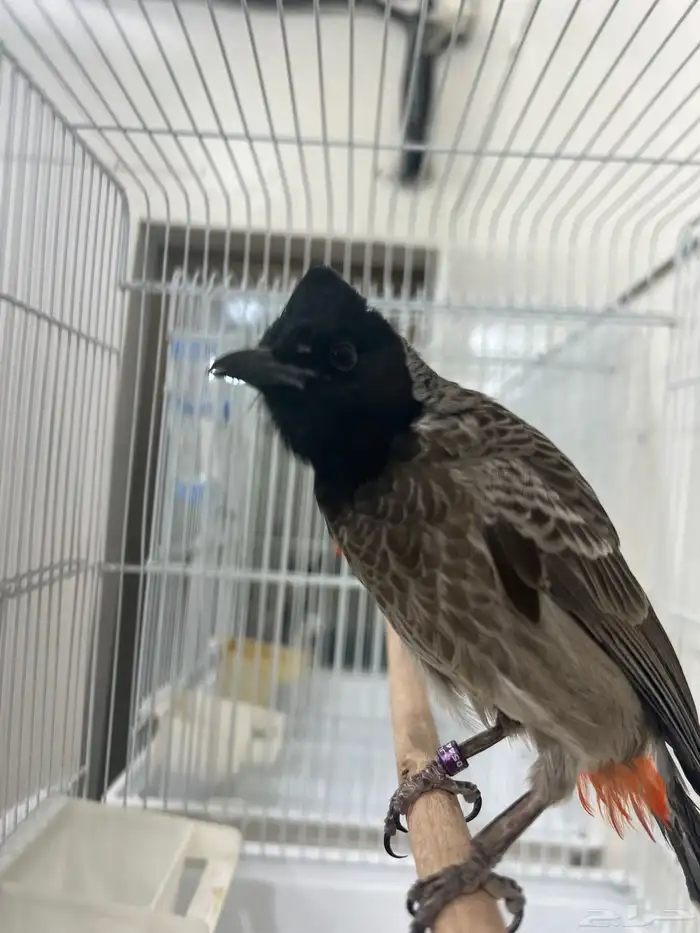 للبيع بلابيل 2