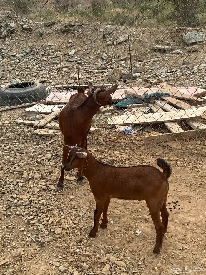 للبيع شاه تحتها ذكر 0