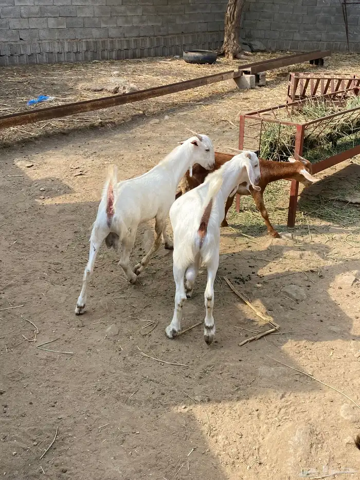 تيوس للبيع بيشيات 4