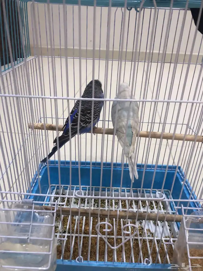 زوج طيور للبيع 2