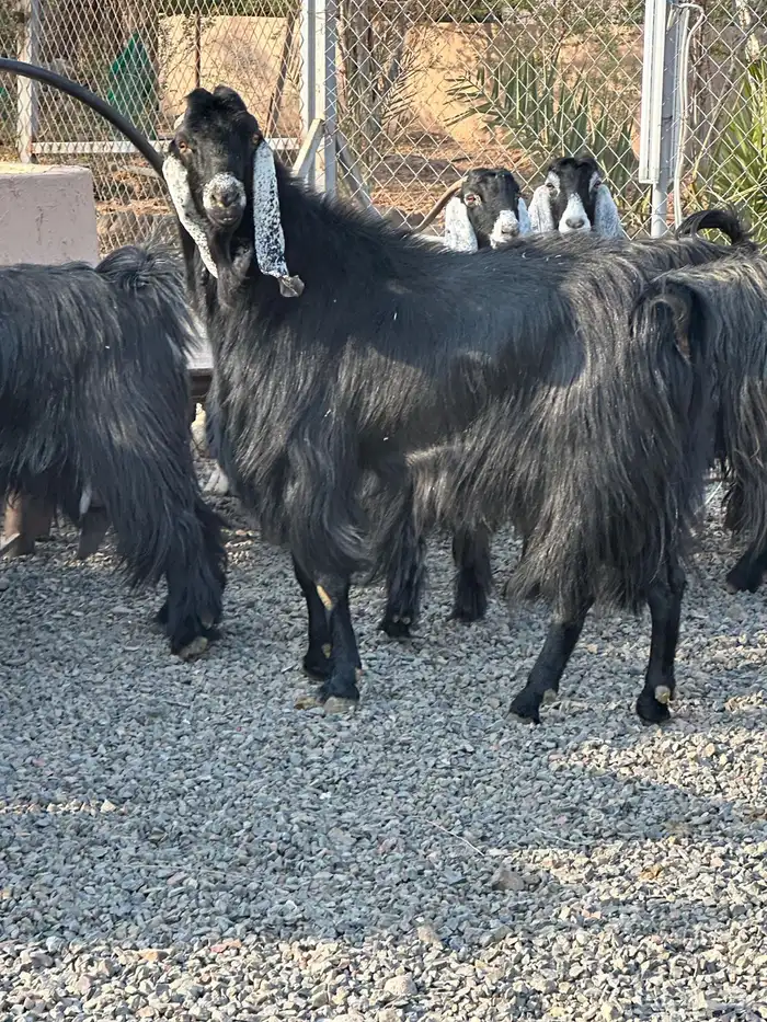 معزاء عوراض درجة أولى جروم ناهية 25