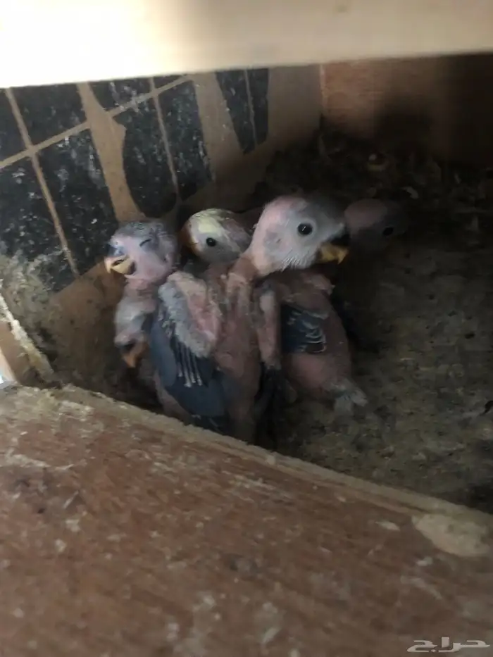 جوزين انتاج للبيع مع فروخه 1