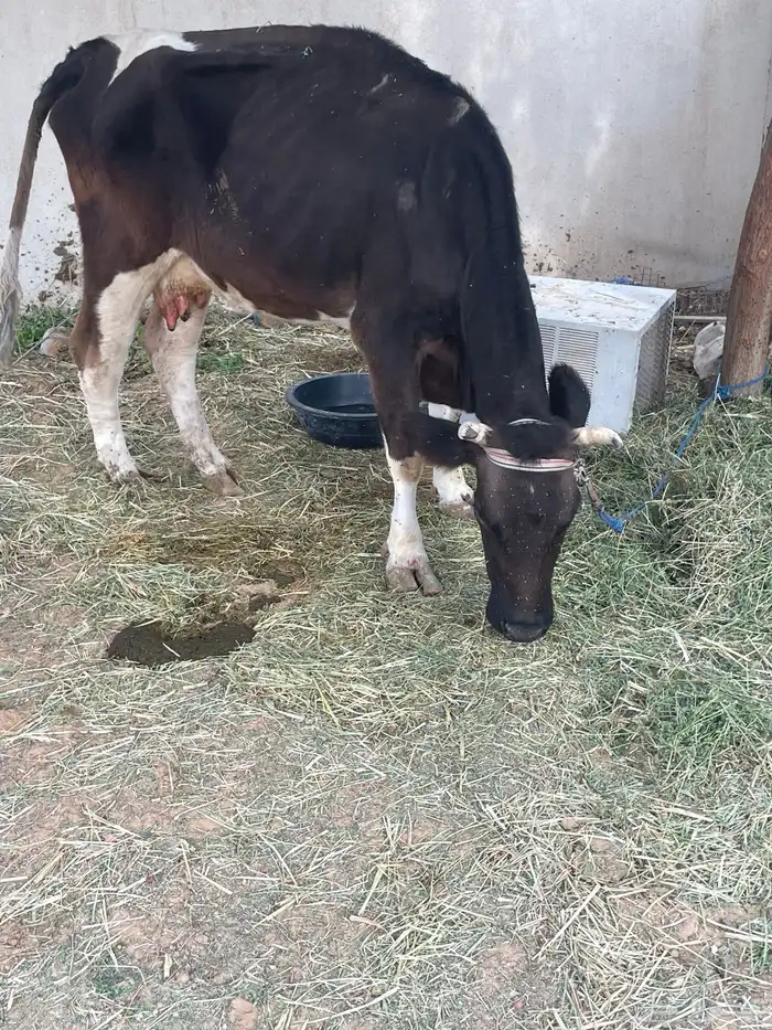 بقرة للبيع 1