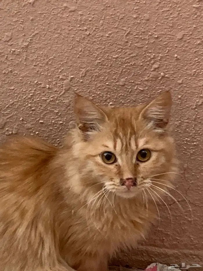 12 قطط لتبني 15