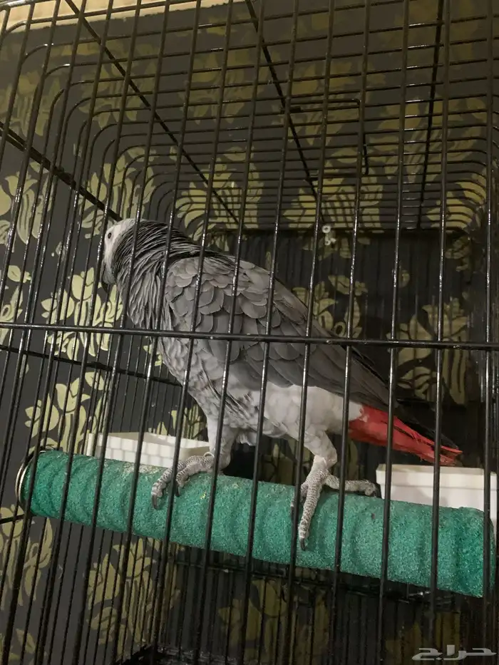 كاسكو للبيع 1