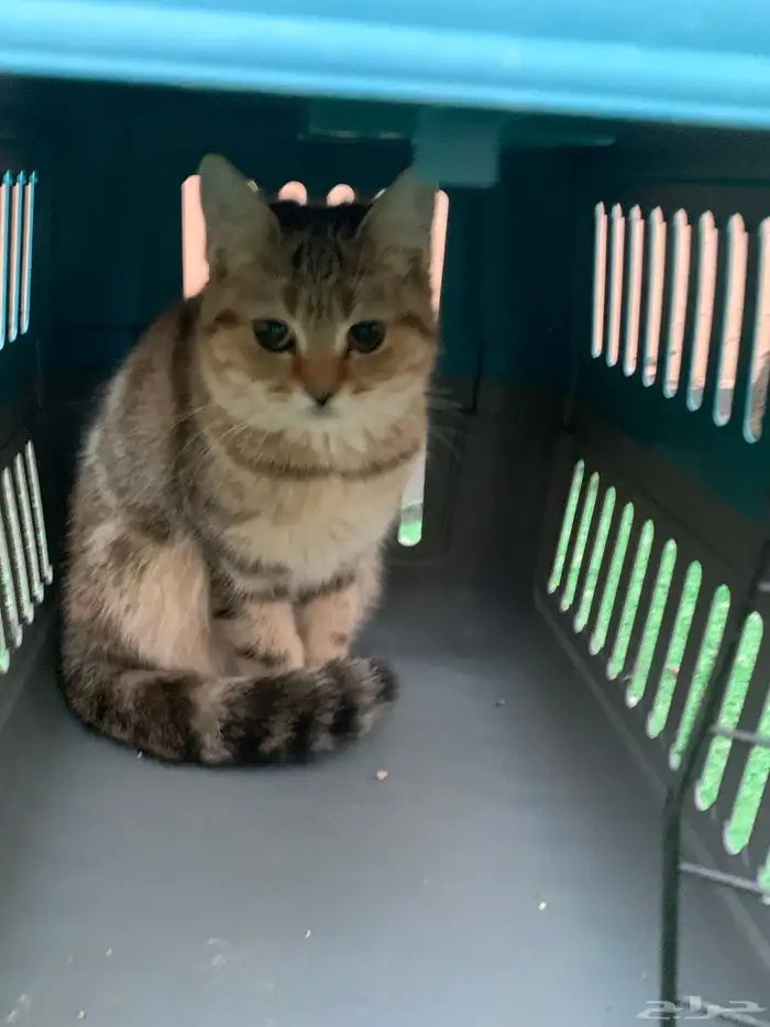 12 قطط لتبني 0