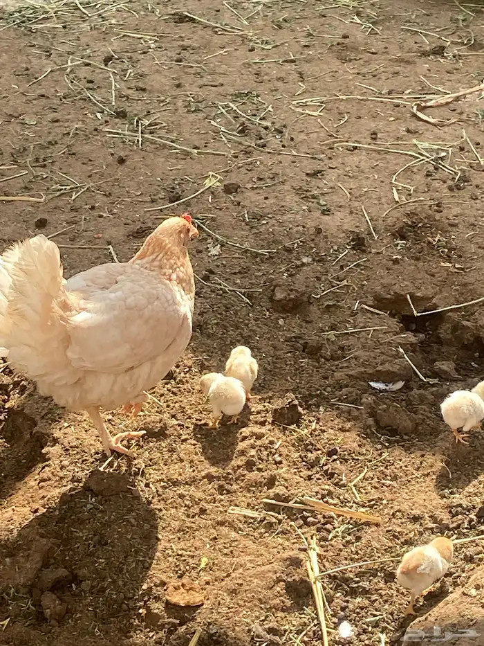 الدجاج بلدي كويتي مهجن فارسي 0