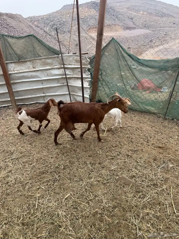 عرض وبيع شاه محايليه معها جفره وتيس 1