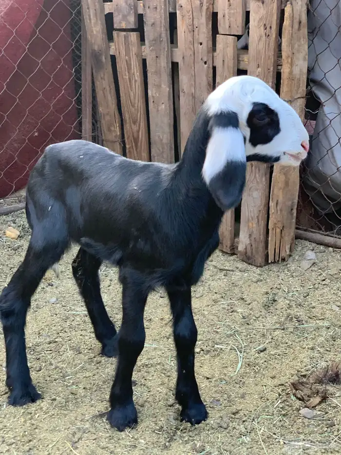 فحل نجدي للبيع 6