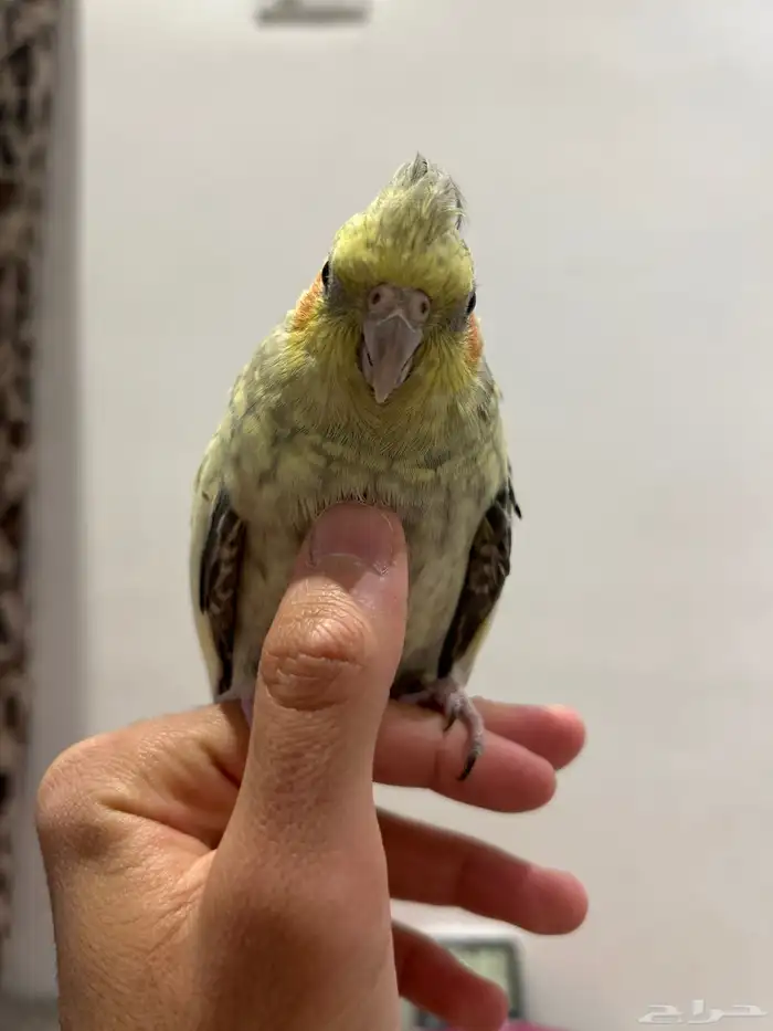 انثى كروان 1